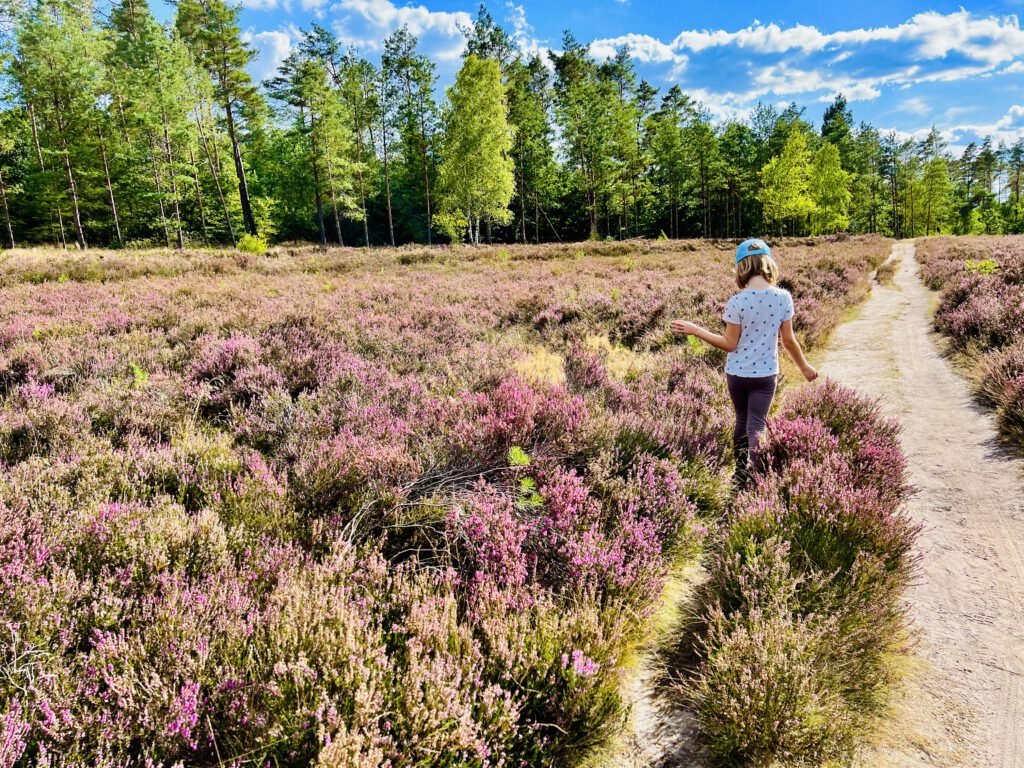 Entdeckt im Sommer die schöne Heide rund um Lüneburg mit Kindern