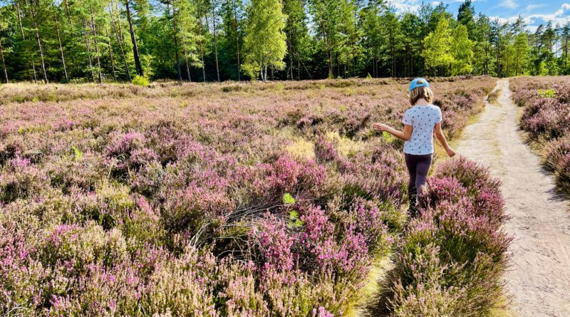 Entdeckt im Sommer die schöne Heide rund um Lüneburg mit Kindern