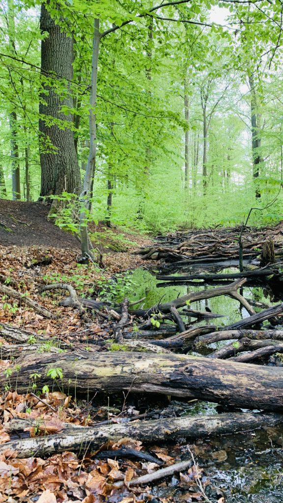 Wald in Lüneburg mit Kindern: Frösche suchen