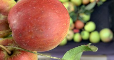 Äpfel pflücken mit Kindern in Lüneburg und Umgebung