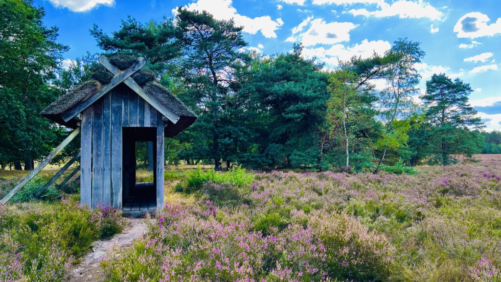 Spätsommer mit Kindern in Lüneburg und der Heide genießen