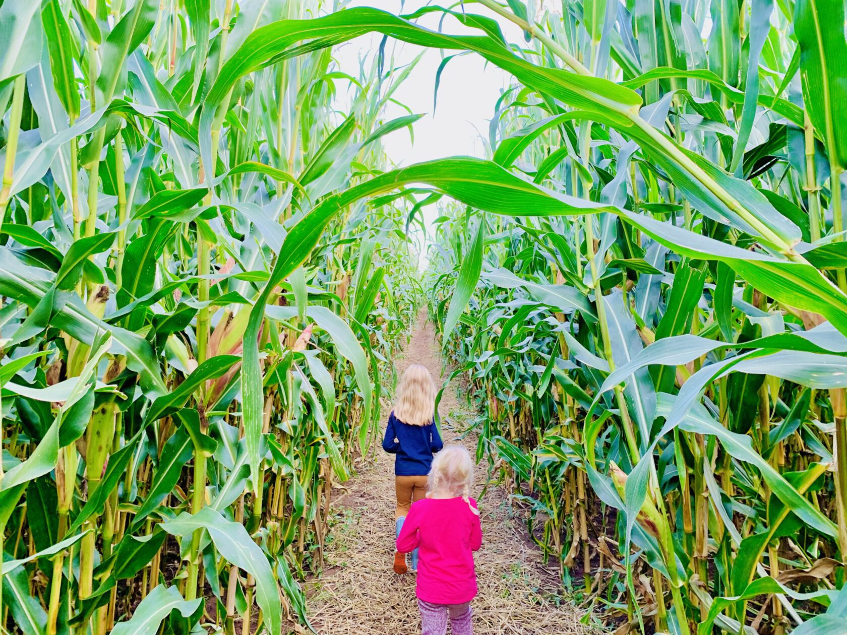 Ausflugstipp Maislabyrinth mit Kindern in Lüneburg und Umgebung