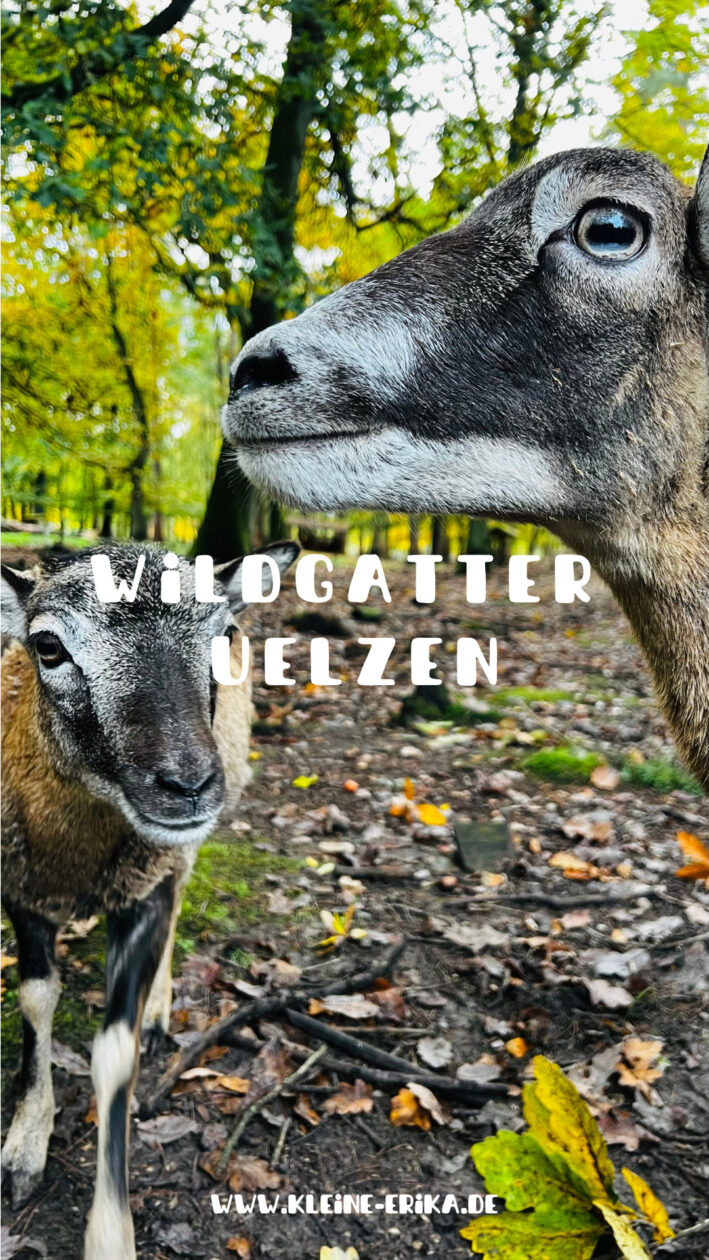 Ausflugstipp Lüneburg mit Kindern - Wildgatter Uelzen