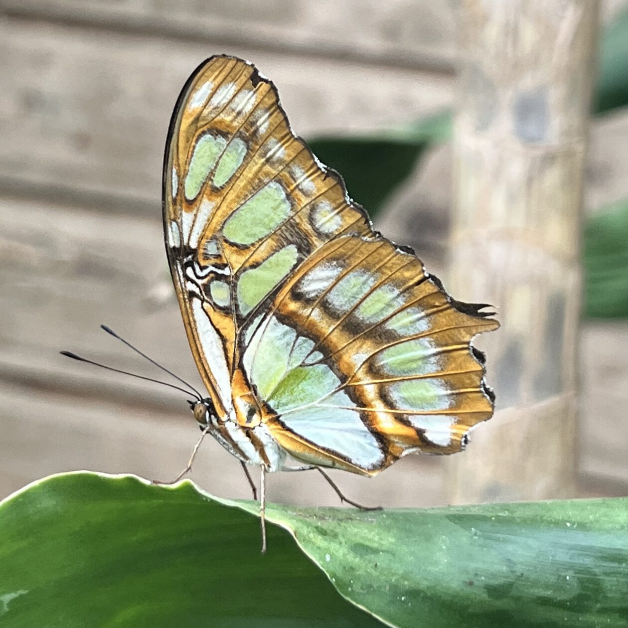 Lüneburg mit Kindern: Ausflugstipps Alaris Schmetterlingspark