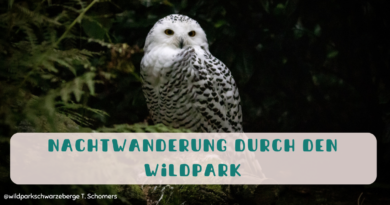 Nachtwanderung durch den Wildpark