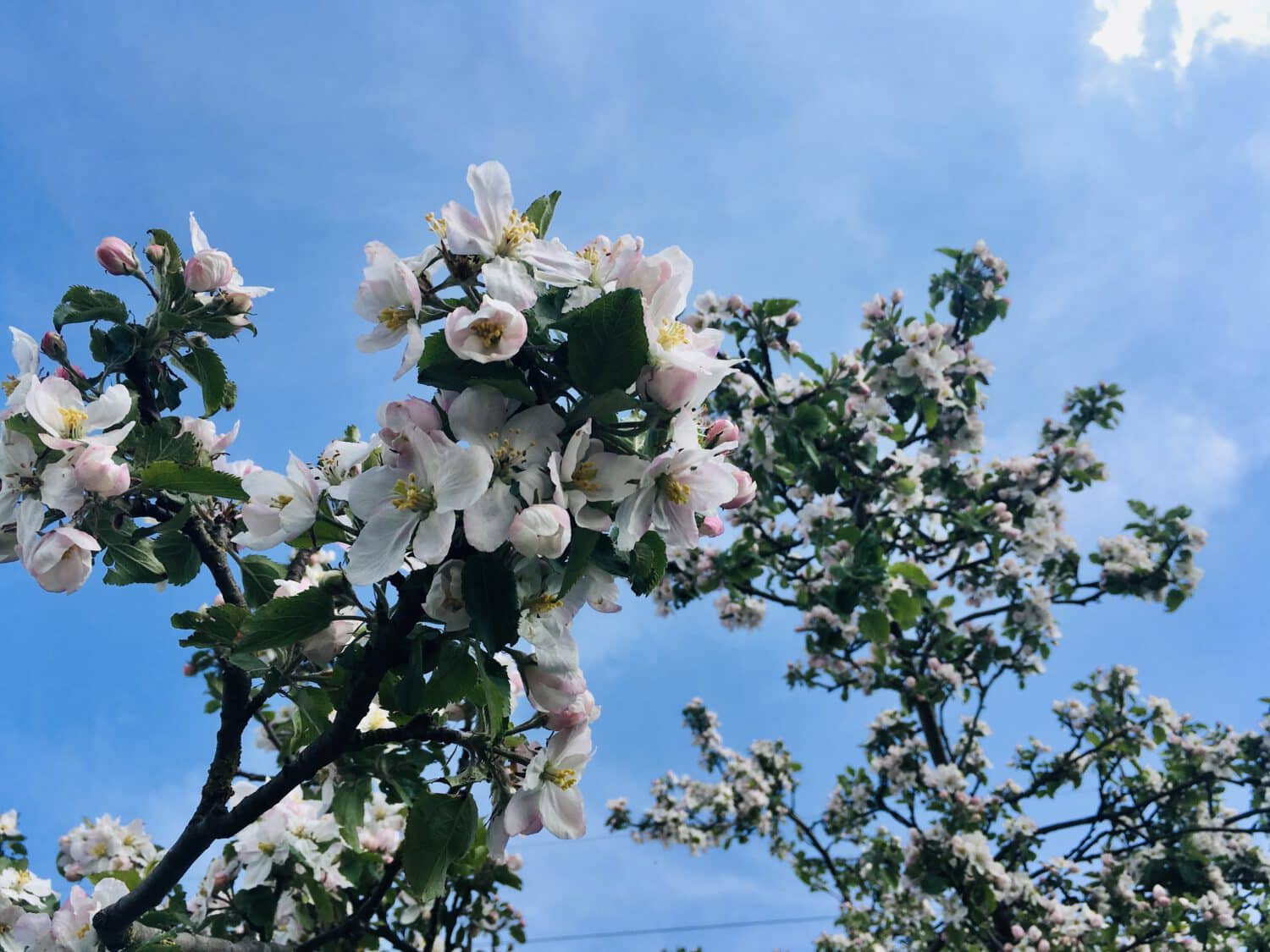Frühling mit Kindern in Lüneburg