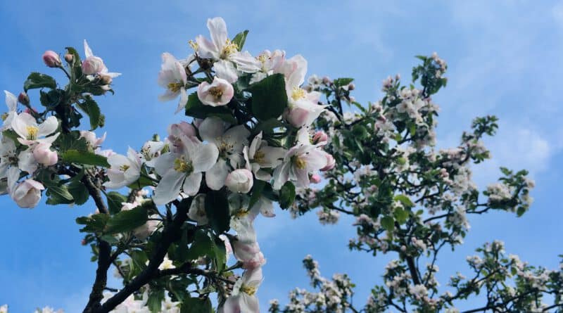 Frühling mit Kindern in Lüneburg