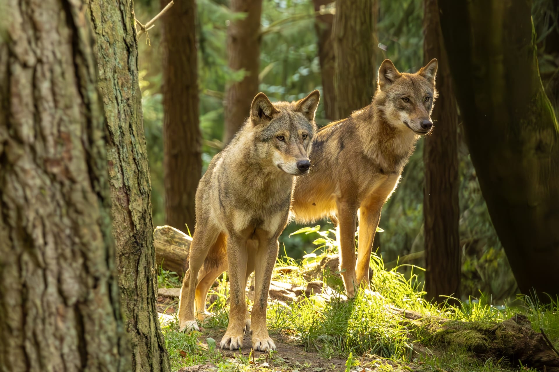 ©Wildpark Schwarze Berge