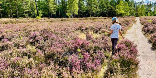 Entdeckt im Sommer die schöne Heide rund um Lüneburg mit Kindern